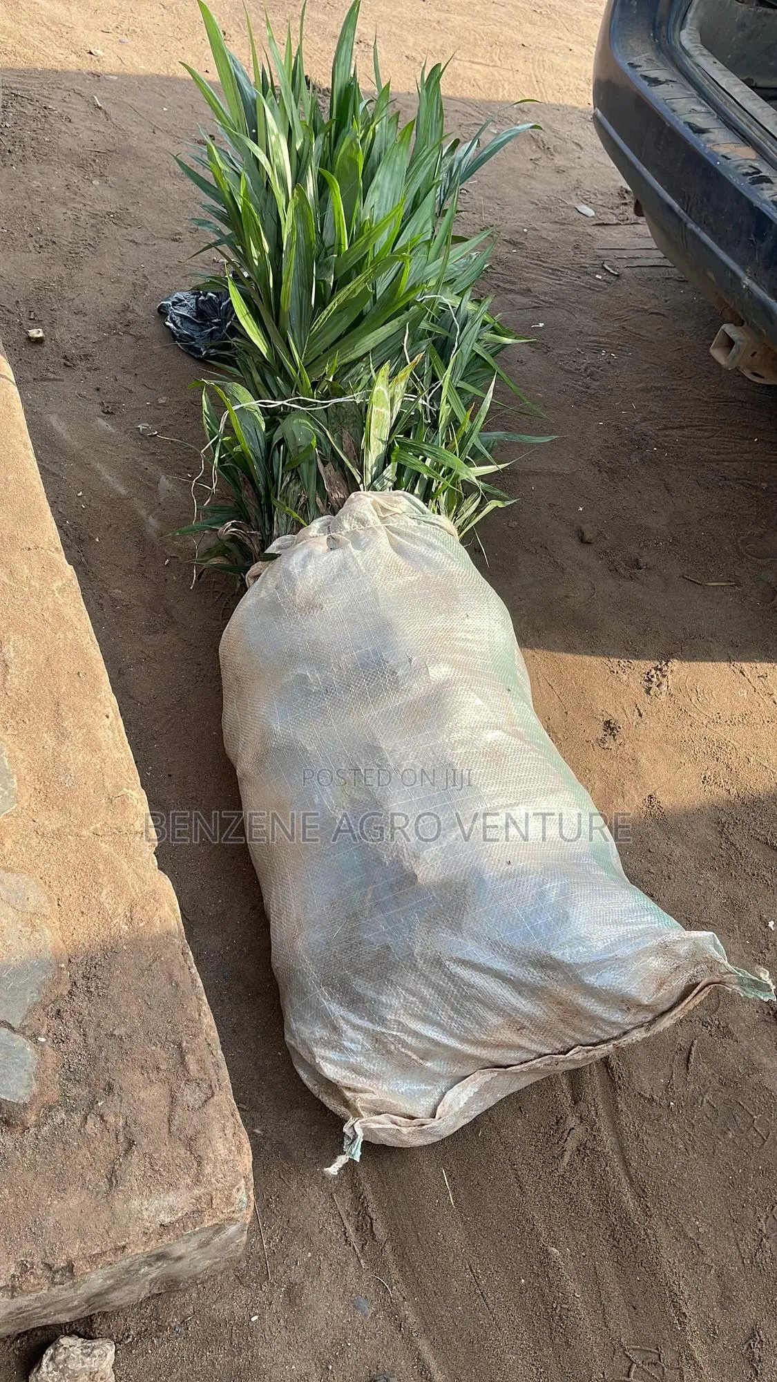 Palm Seedlings