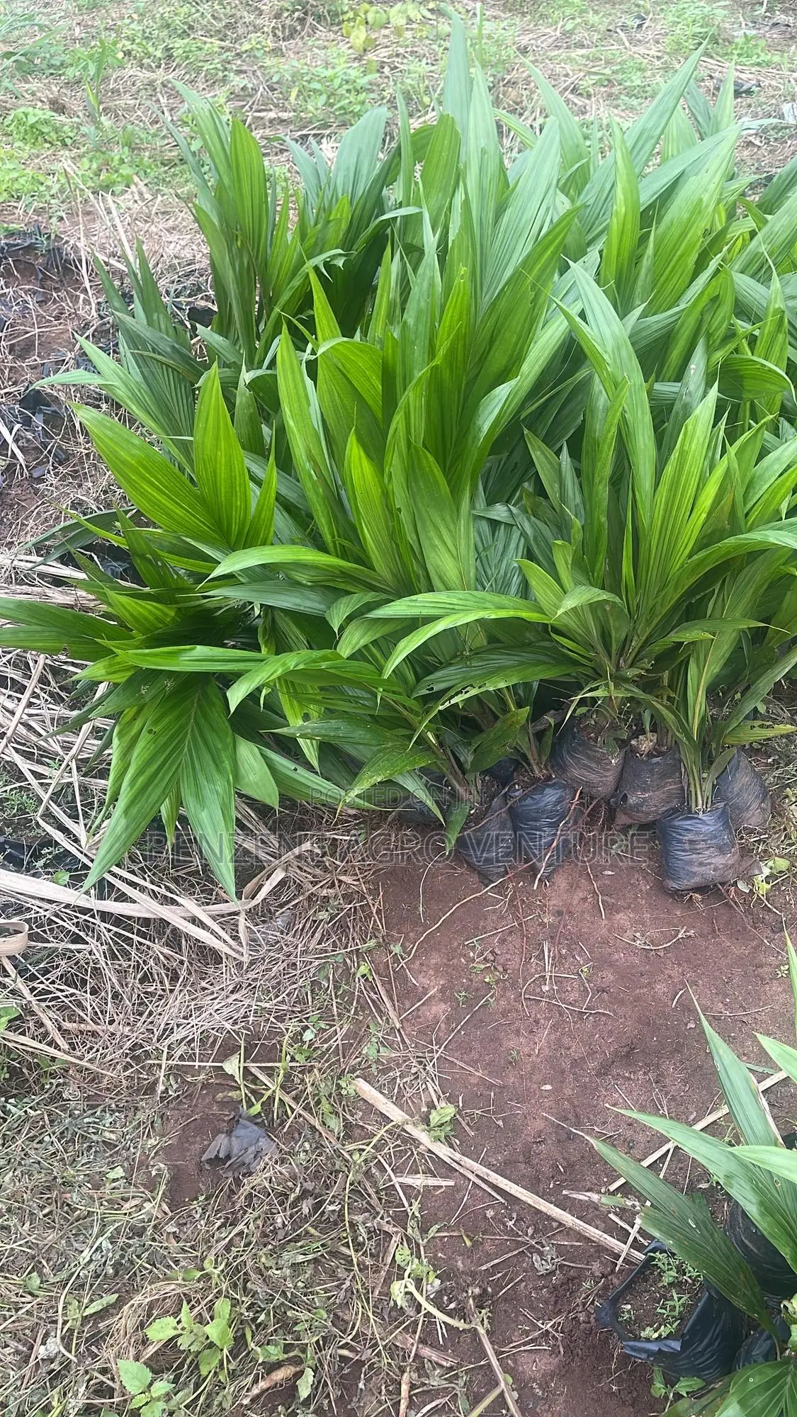 Palm Seedlings