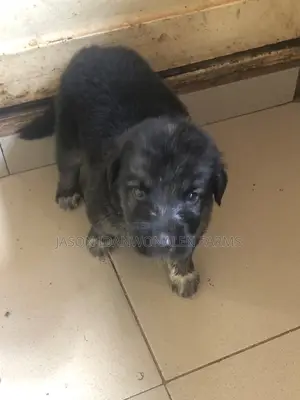 1-3 months Male Purebred German Shepherd