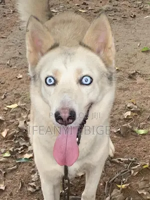 1+ year Female Purebred Siberian Husky