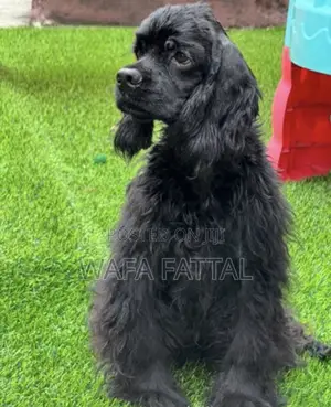1+ year Male Purebred Cocker Spaniel