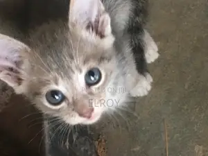 0-1 month Male Purebred Tabby