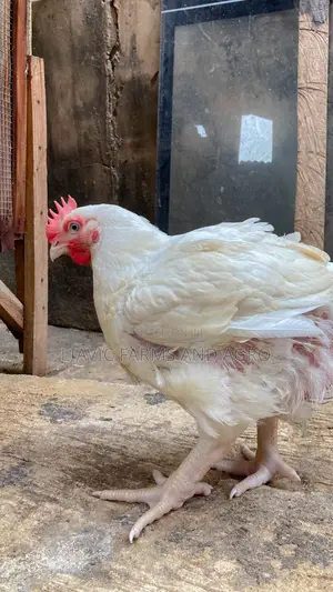 Fresh Broiler Chickens for Sale — 2.5kg Above