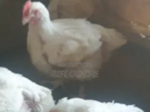 Animal Selling