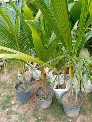 Matured Coconut Seedlings