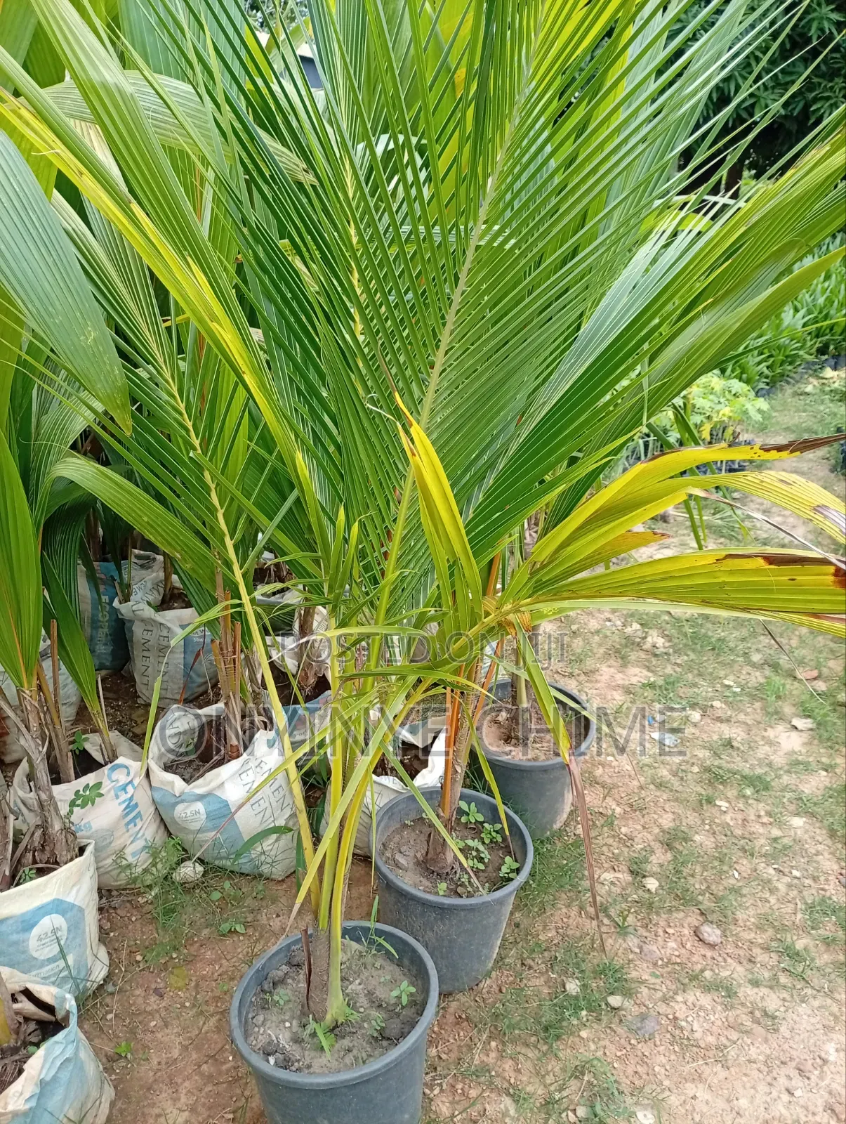 Matured Coconut Seedlings