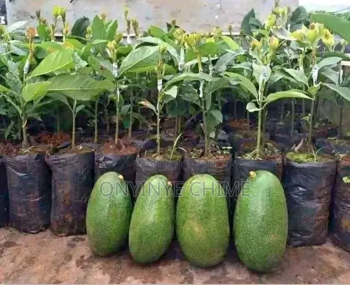 Cardinal Avocado