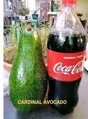 Cardinal Avocado