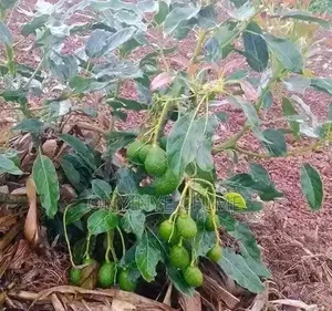 Isreali Avocado Seedlings