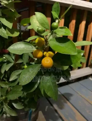 Calamondin Orange Seedlings