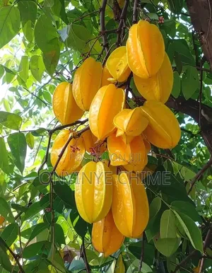Star Fruit Seedlings