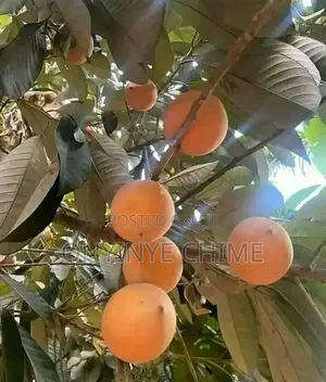 Udara Nwa Nnu Seedlings
