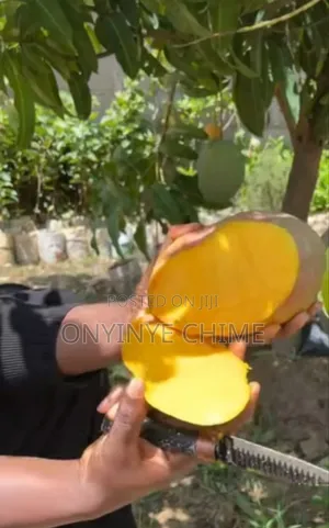 Johnbull Mango Seedlings