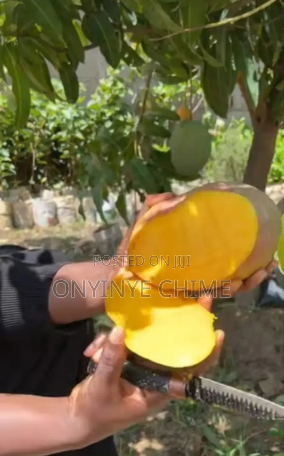 Johnbull Mango Seedlings