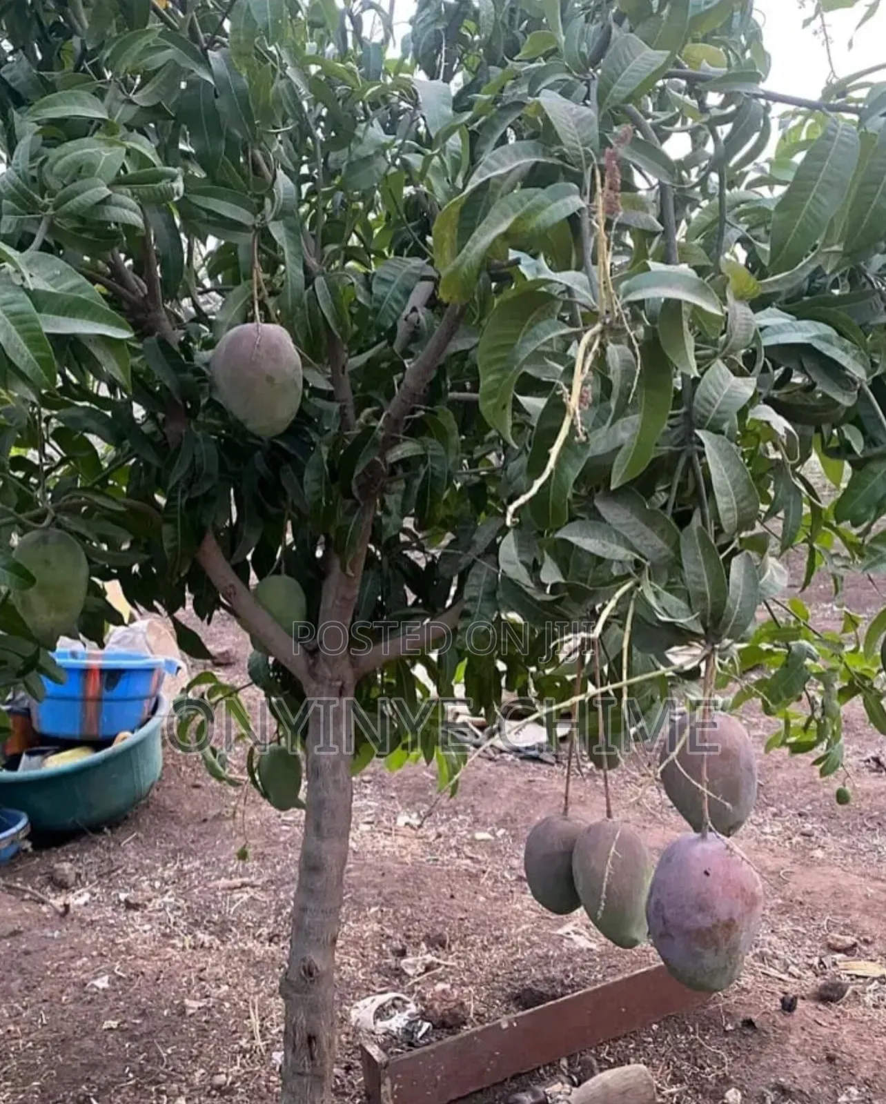 Johnbull Mango Seedlings
