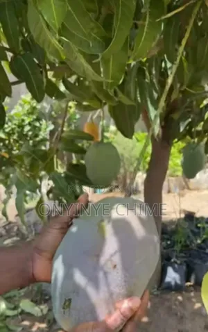 Johnbull Mango Seedlings