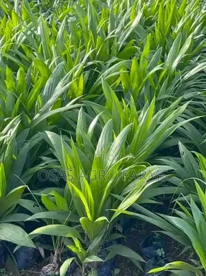 Oil Palm Seedlings and Sprouted Nuts