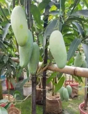 Banana Mango Seedlings