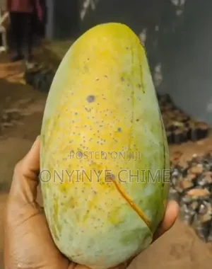 Thailand Mango Seedlings