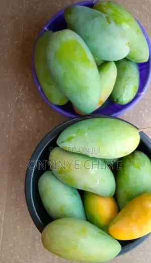 Thailand Mango Seedlings