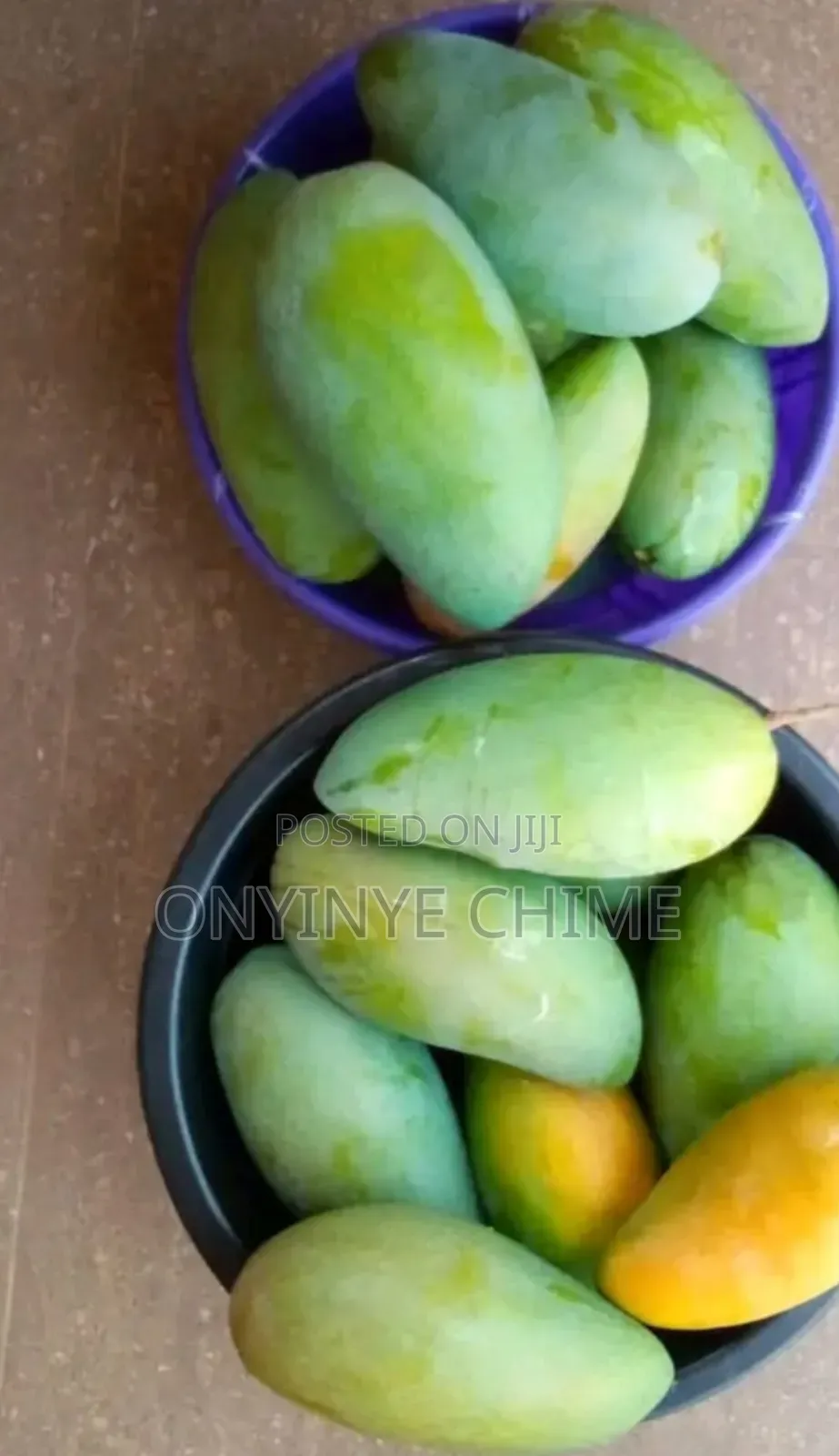 Thailand Mango Seedlings