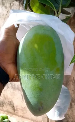Thailand Mango Seedlings