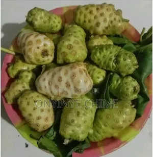 Noni Seedlings