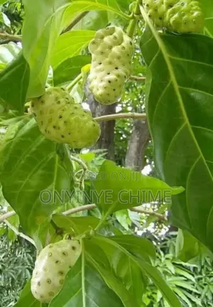 Noni Seedlings