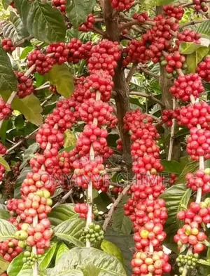 Coffee Seedlings