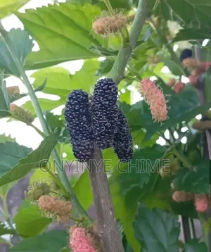 Mulberry Seedlings