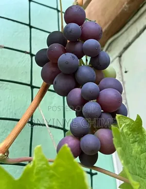 Grapes Seedlings