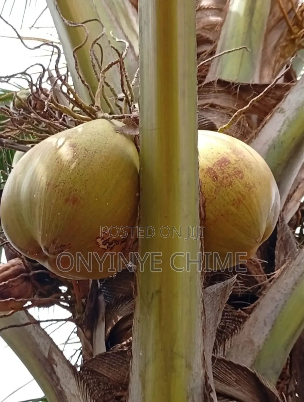 Jumbo Coconut Seedlings