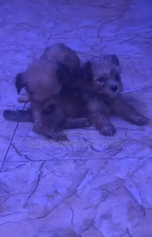 1-3 months Female Purebred Lhasa Apso