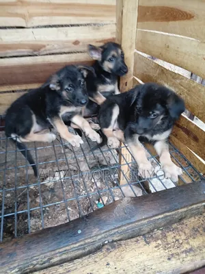 1-3 months Female Purebred German Shepherd