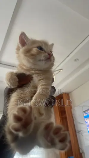 1-3 months Female Purebred American Shorthair