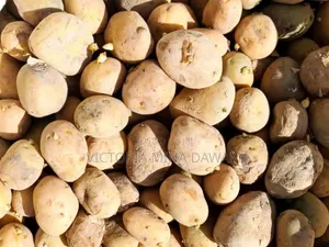 Irish Potatoes Seedlings
