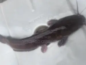 Male and Gravid Female Catfish Broodstock