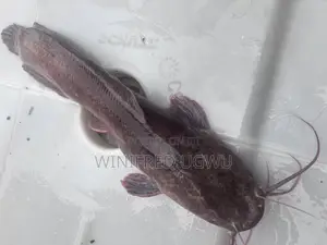 Male and Gravid Female Catfish Broodstock