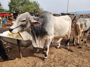 Livestocks