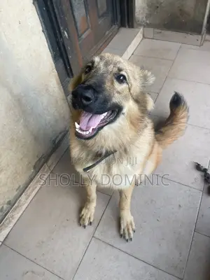 6-12 months Female Purebred Caucasian Shepherd