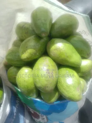 Avocado Fruit
