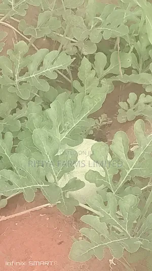Watermelon and Cassava Farm for Sale
