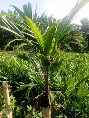 Invest Our Malaysia Supergene Seedlings and Harvest Millions