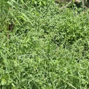 Well Located Land Available at Ikate