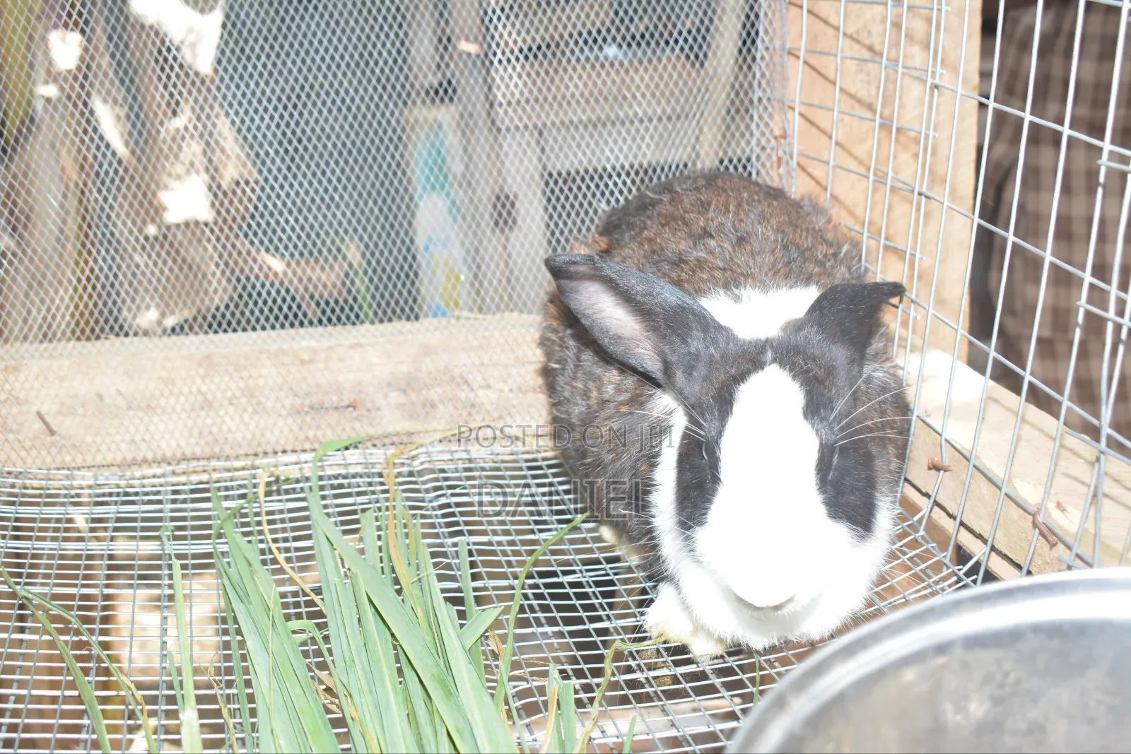 French Giant Rabbit