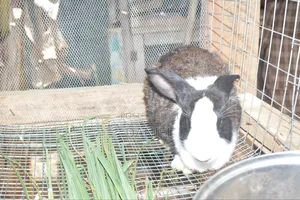 French Giant Rabbit
