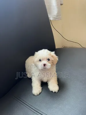 1-3 months Male Purebred Lhasa Apso