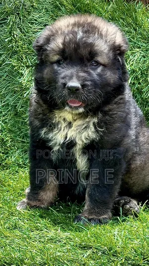 1-3 months Female Purebred Caucasian Shepherd