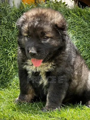 1-3 months Female Purebred Caucasian Shepherd