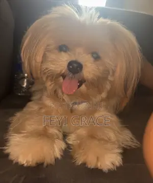 1+ year Male Purebred Lhasa Apso